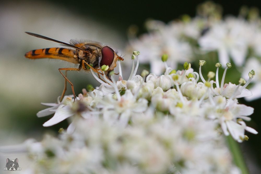 Schwebfliege beim Naschen