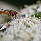 Schwebfliege beim Naschen