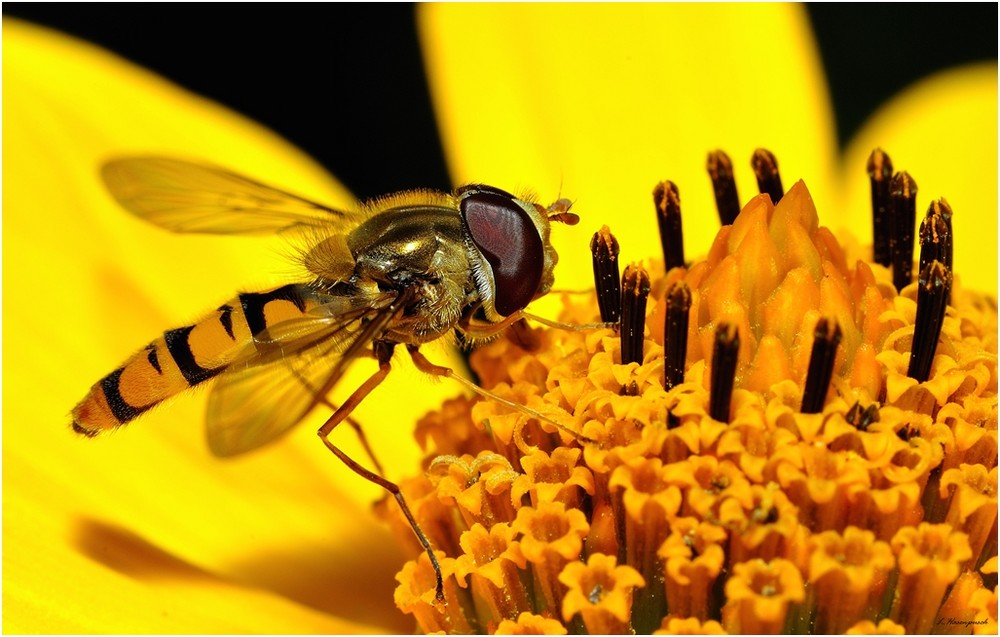 Schwebfliege beim Rasten erwischt