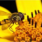 Schwebfliege beim Rasten erwischt