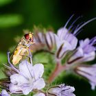 Schwebfliege beim Saugen an einer Blüte