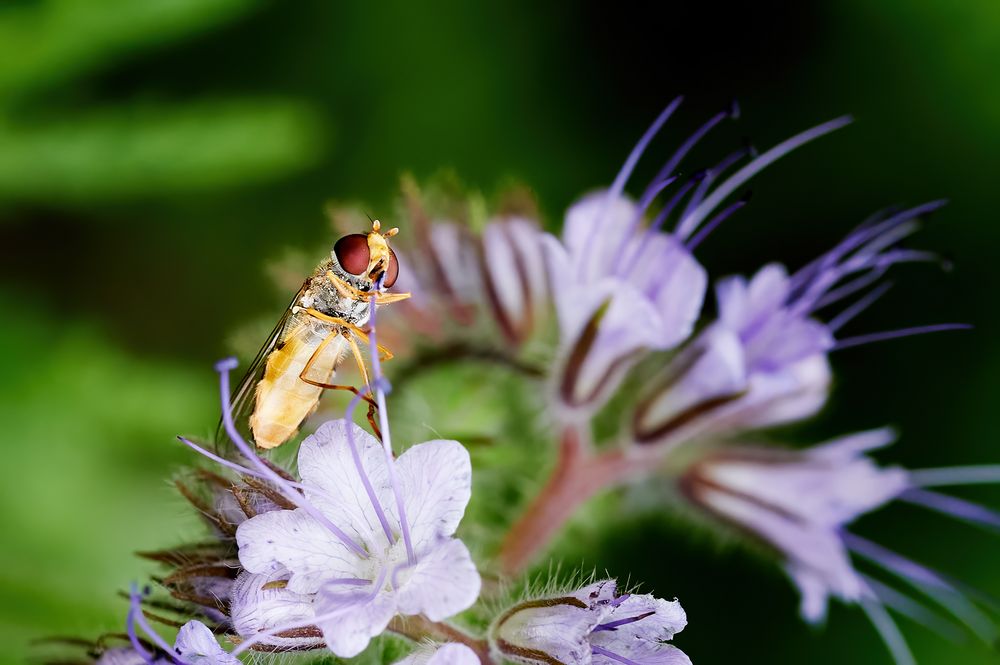 Schwebfliege beim Saugen an einer Blüte