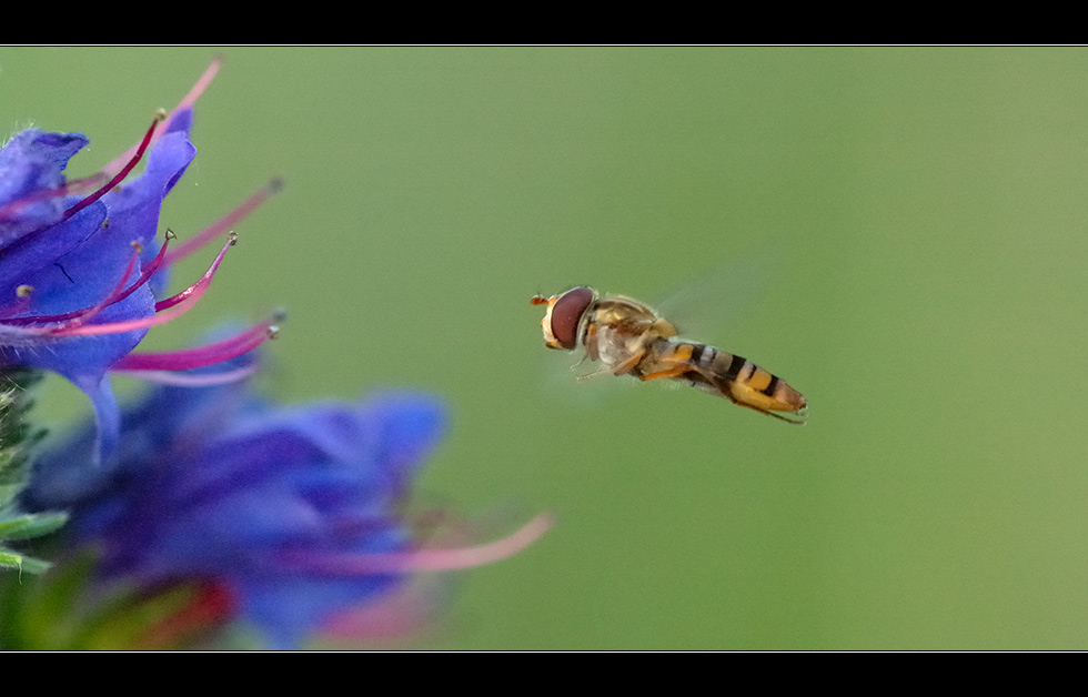 Schwebfliege beim Schwebfliegen