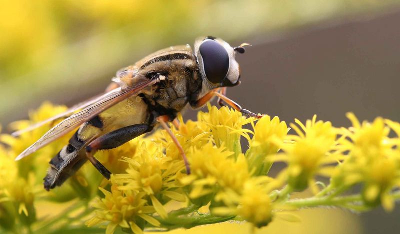 schwebfliege beim sonnenbad