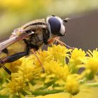 schwebfliege beim sonnenbad