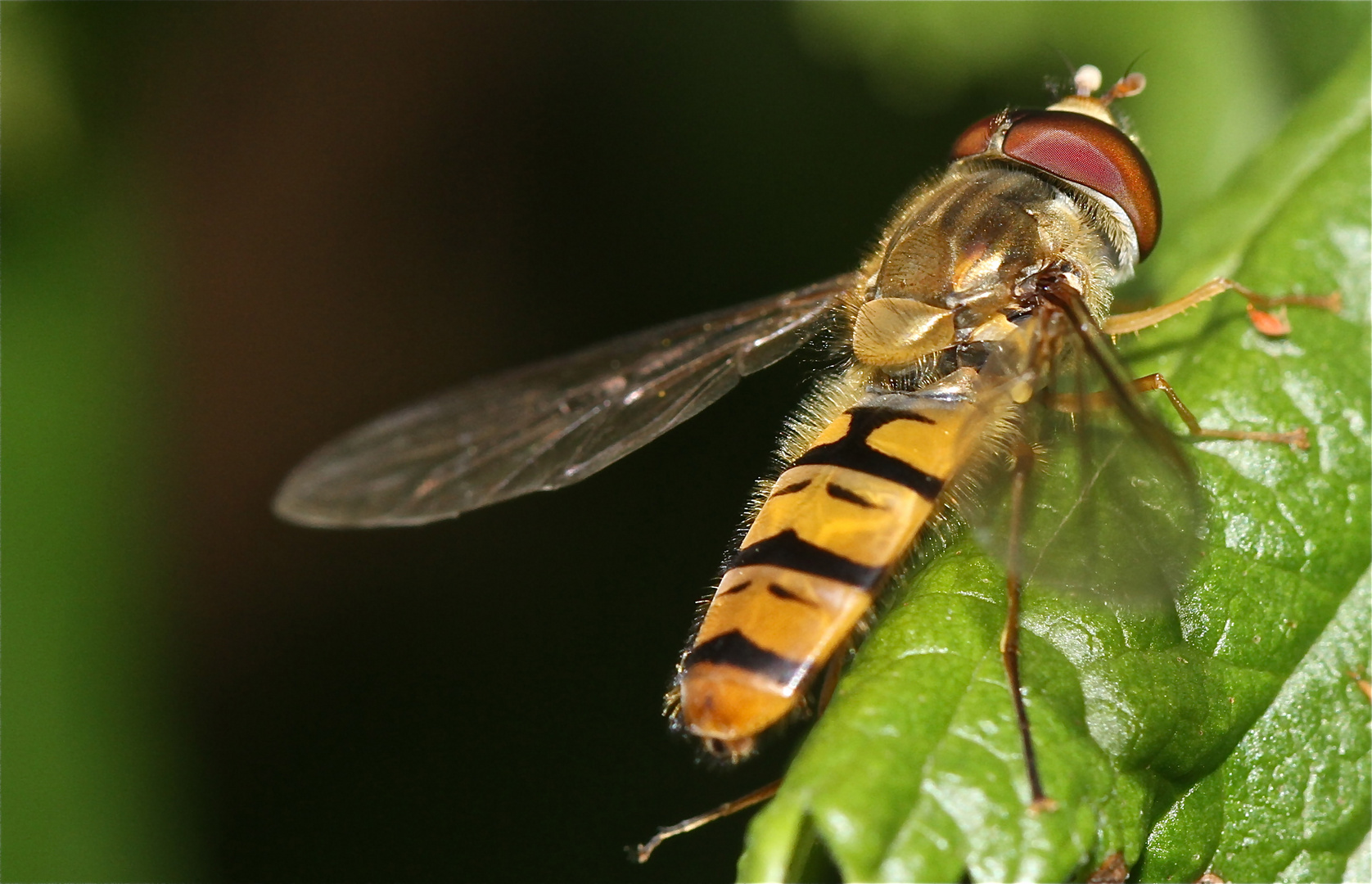 Schwebfliege beim Sonnenbad