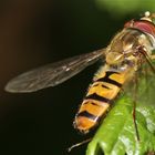 Schwebfliege beim Sonnenbad