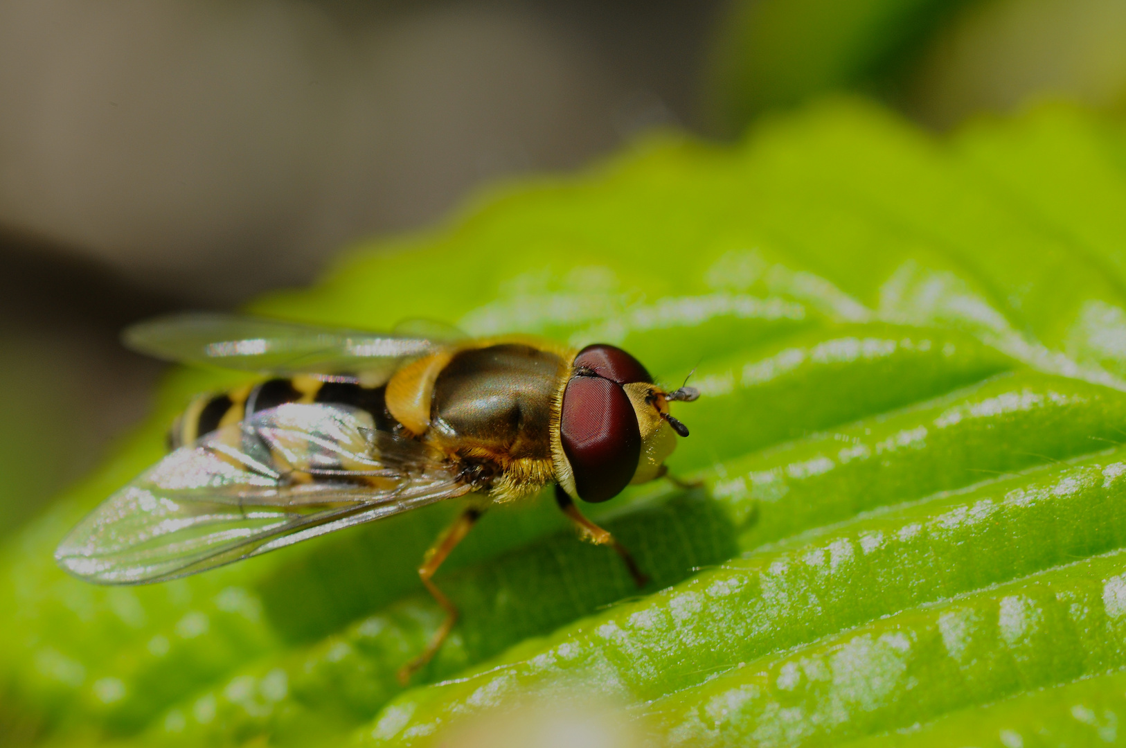 Schwebfliege beim Sonnenbad