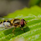 Schwebfliege beim Sonnenbad