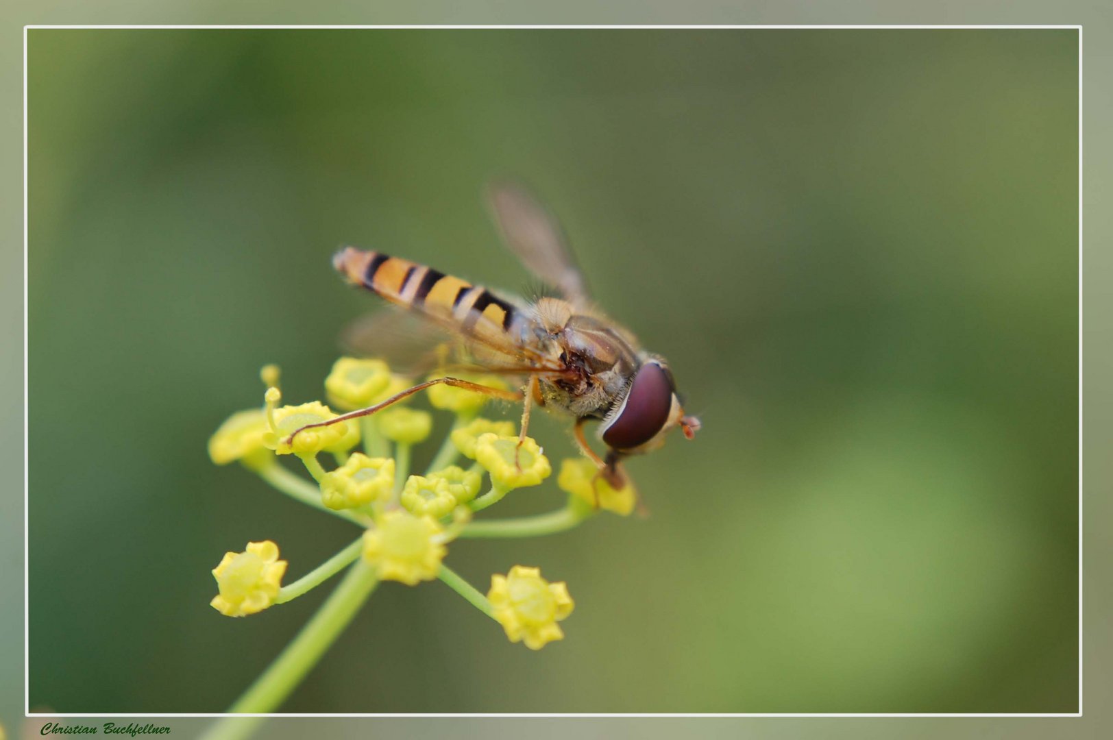 Schwebfliege beim Tanken