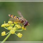 Schwebfliege beim Tanken