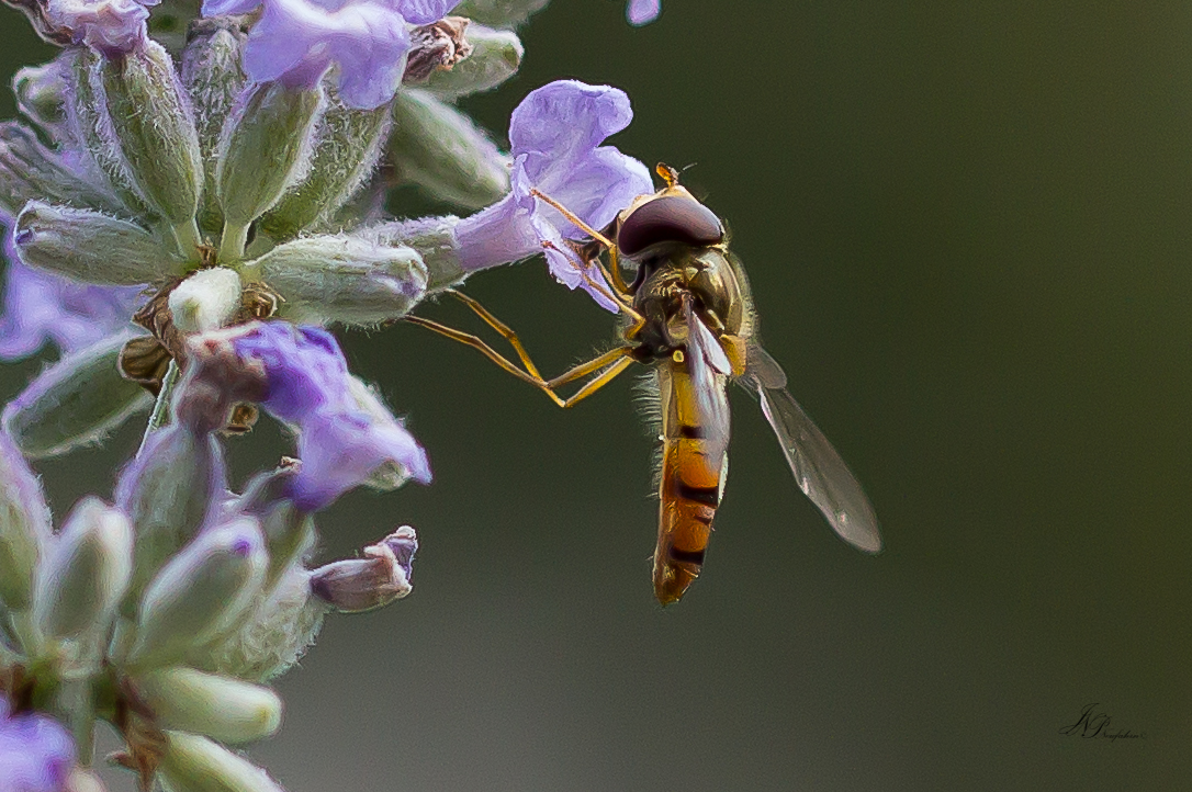 Schwebfliege beim Tanken