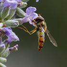 Schwebfliege beim Tanken