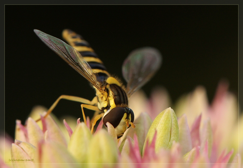 Schwebfliege beim Üben...