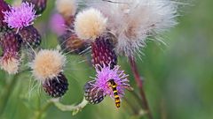 Schwebfliege beim zweiten Frühstück...