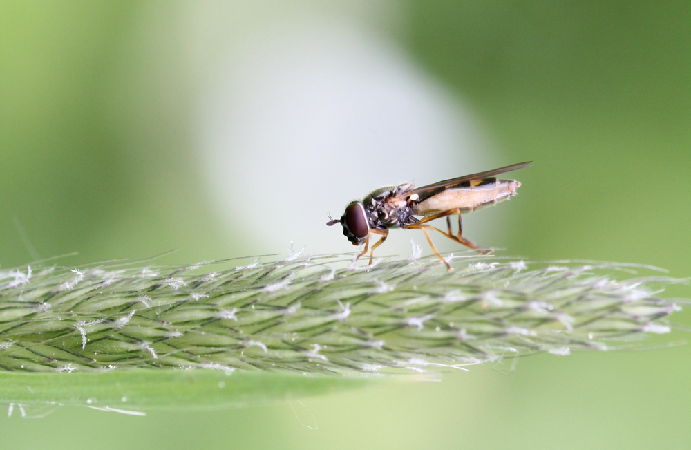 Schwebfliege beim Zwischenstop