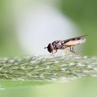 Schwebfliege beim Zwischenstop