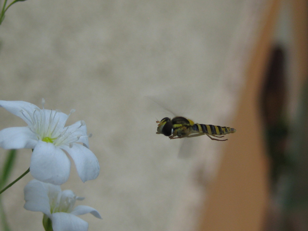 Schwebfliege bereit zur Landung