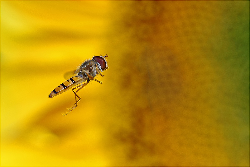 Schwebfliege besucht eine Sonnenblume