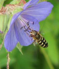 Schwebfliege besucht Storchschnabel 