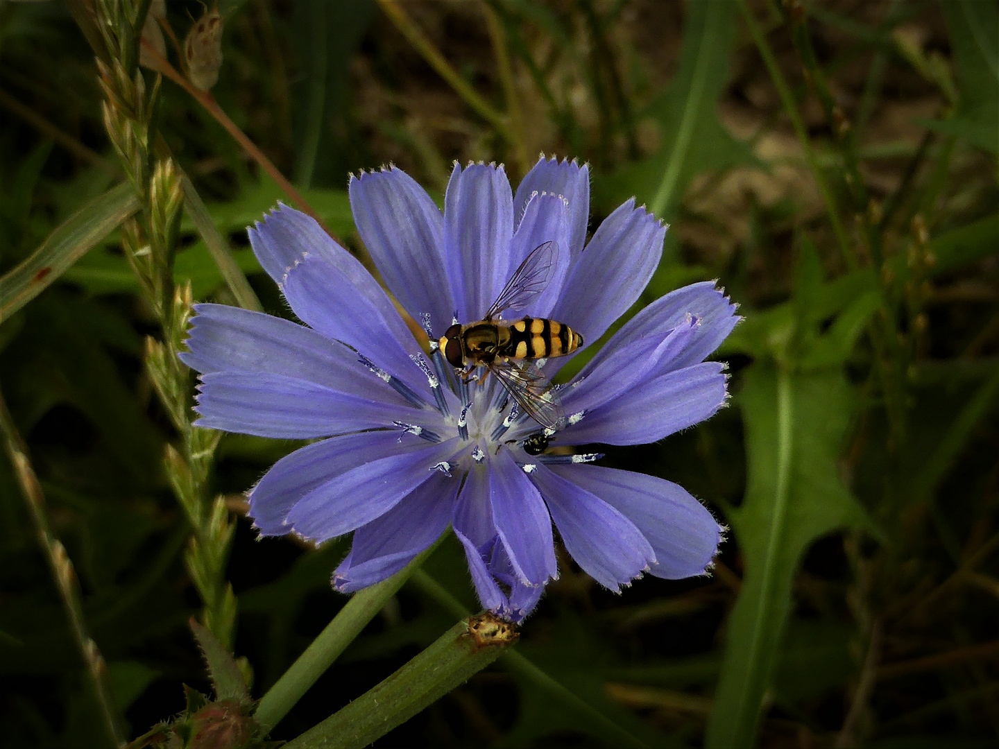 Schwebfliege besucht Wegwarte