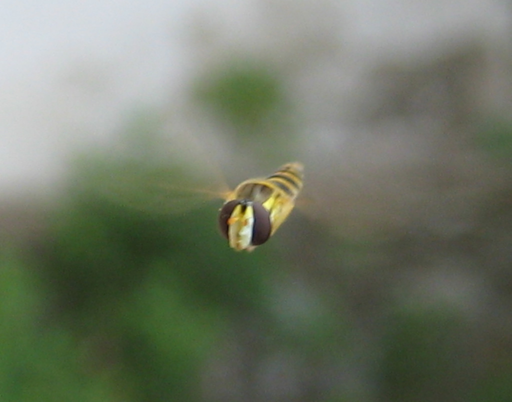 Schwebfliege bittet um Landeerlaubinis