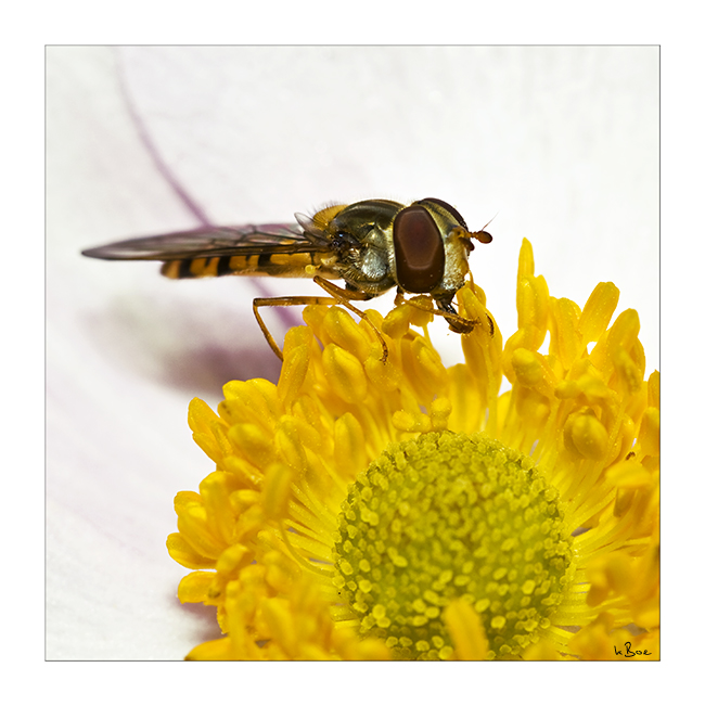 Schwebfliege - Botanischer Garten Bonn