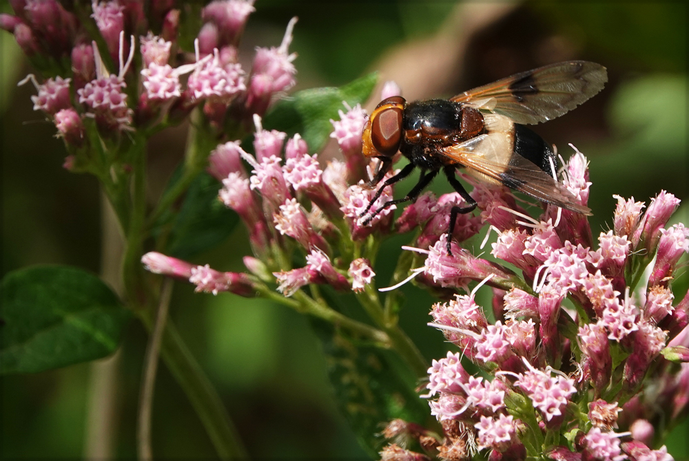 Schwebfliege