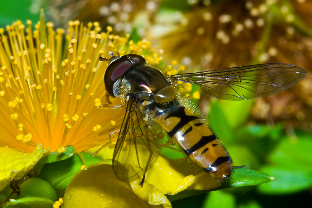 Schwebfliege