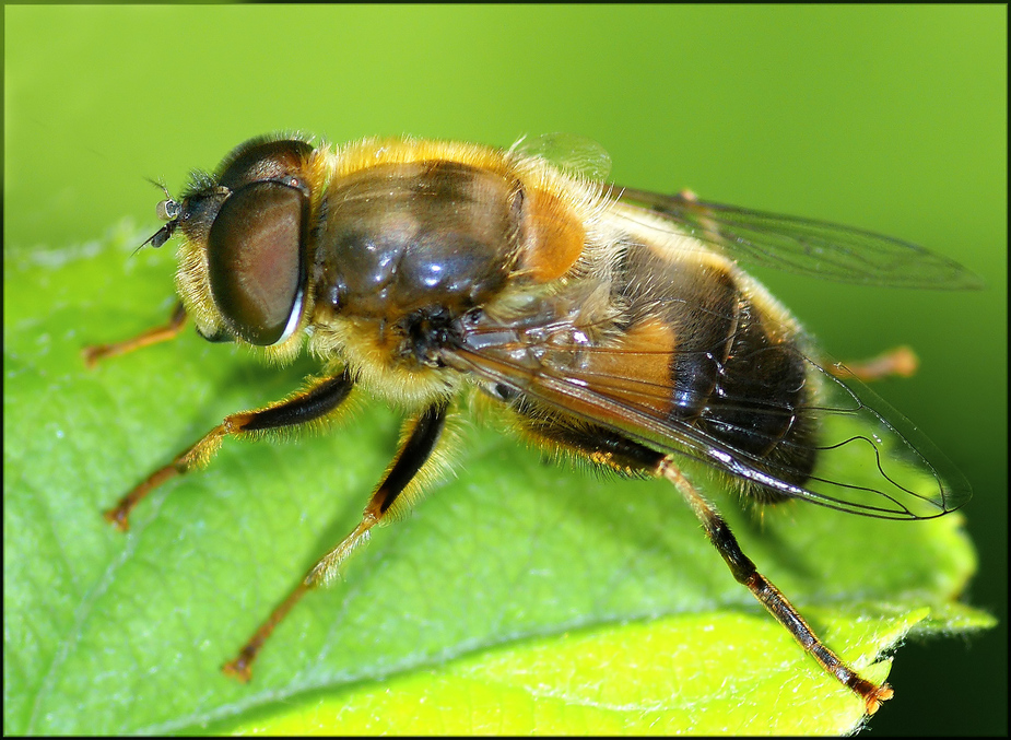 Schwebfliege, close up