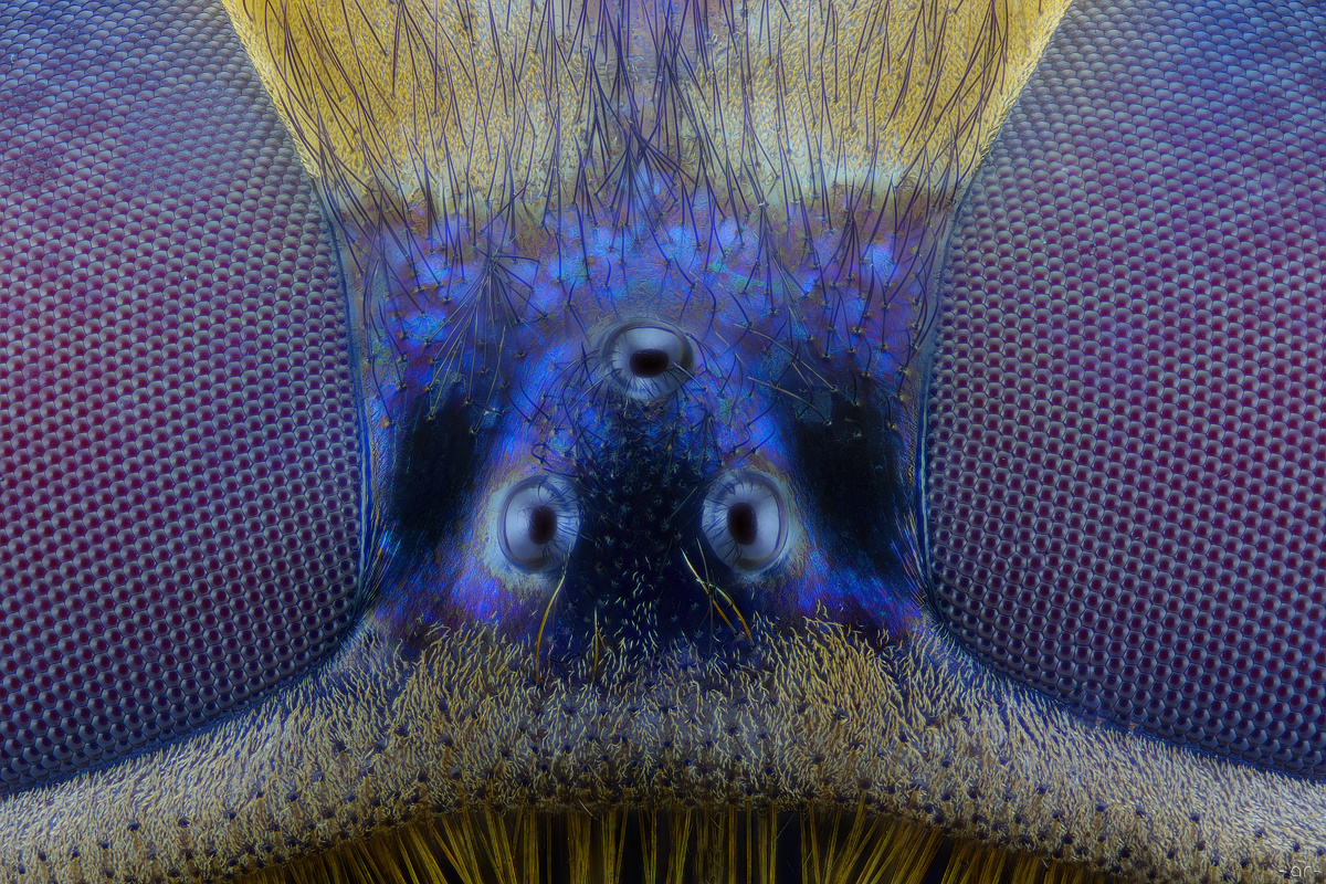 Schwebfliege Close Up (Syrphidae)