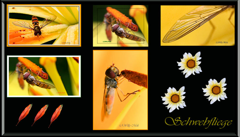 SCHWEBFLIEGE COLLAGE