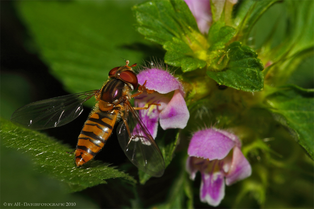 Schwebfliege