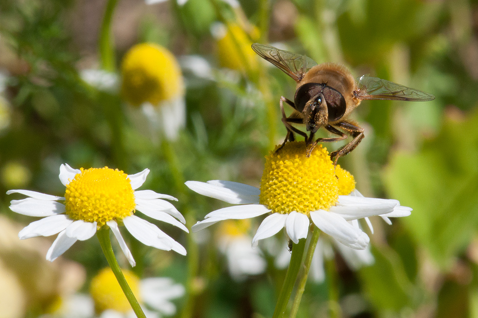 Schwebfliege