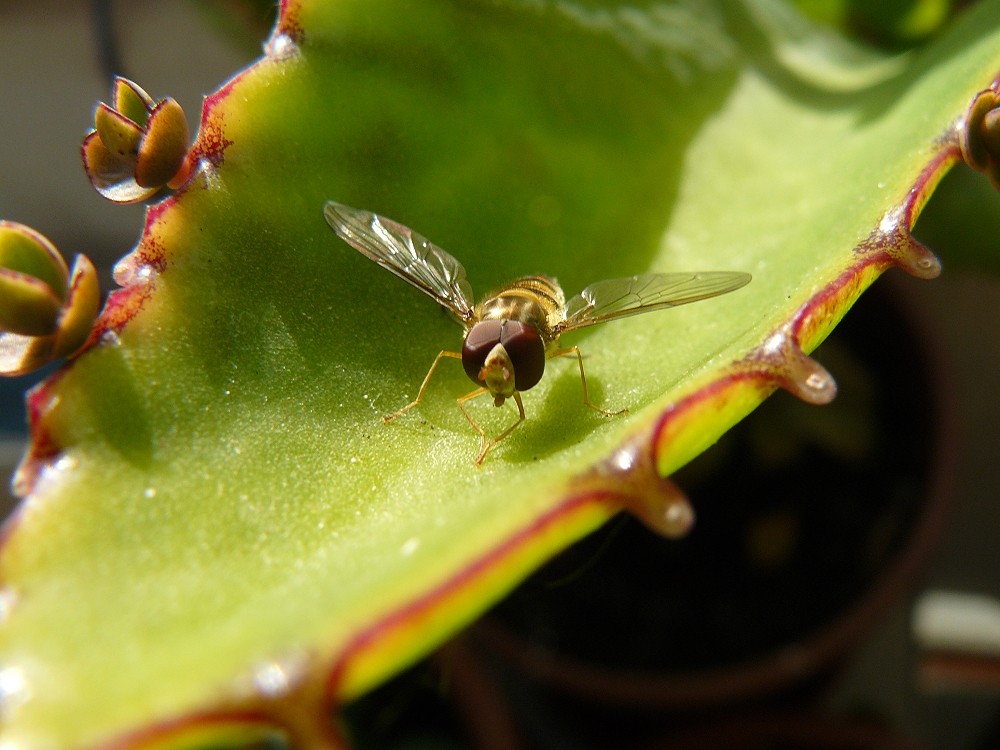 Schwebfliege