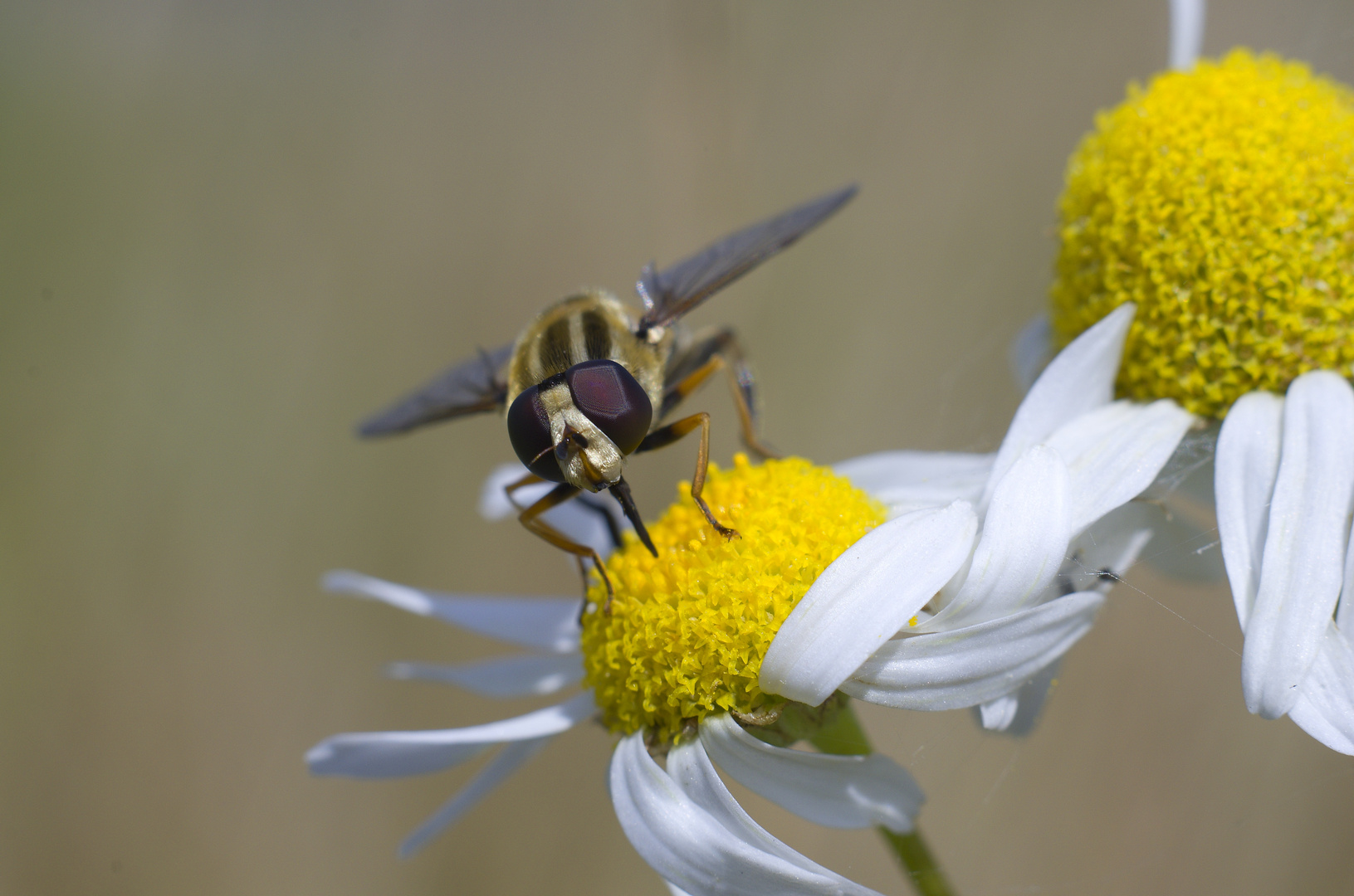 Schwebfliege