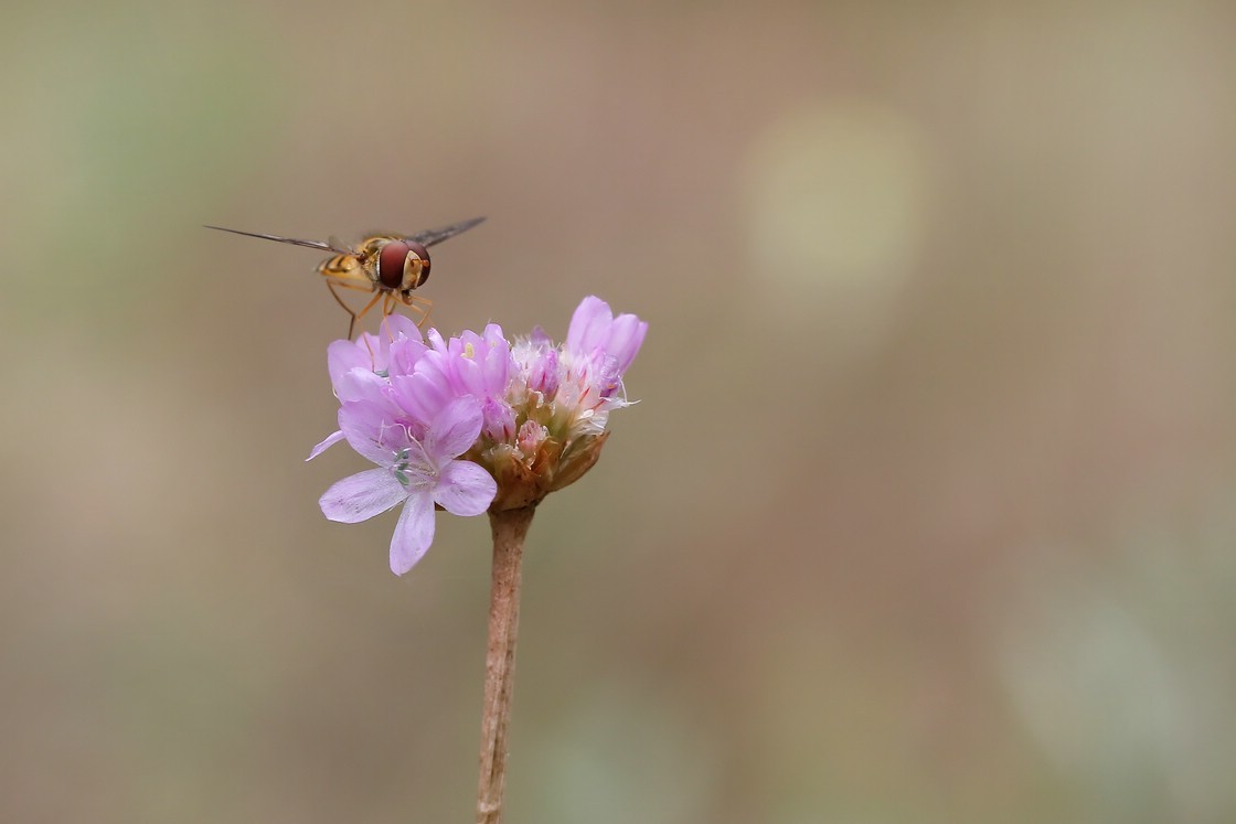 Schwebfliege