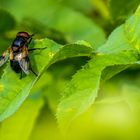 "SCHWEBFLIEGE" - die ich auch noch nie gesehen hab.