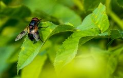 "SCHWEBFLIEGE" - die ich auch noch nie gesehen hab.