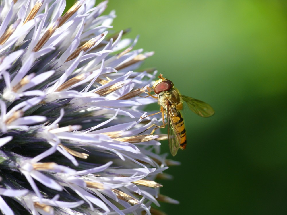 Schwebfliege die II.