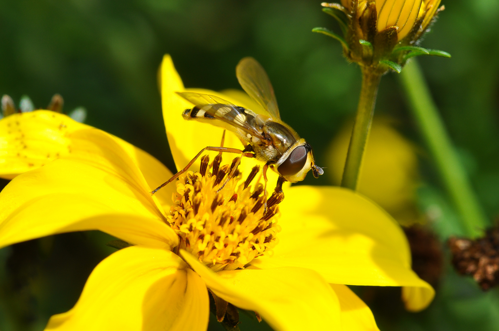 Schwebfliege die Zweite