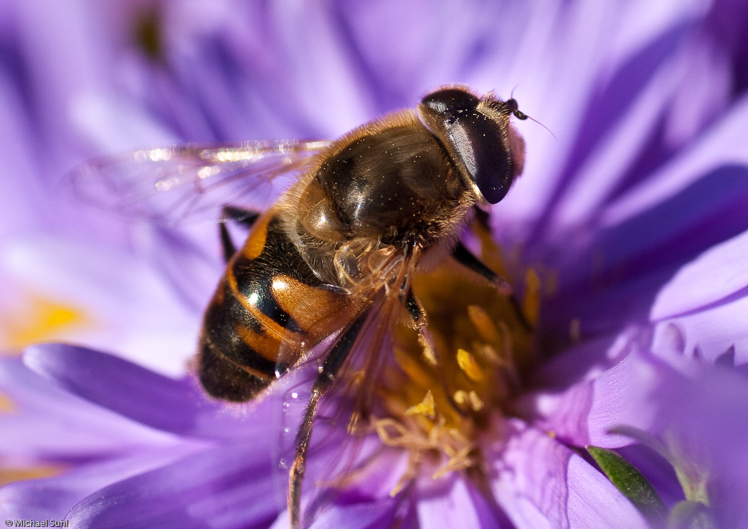 Schwebfliege, die Zweite