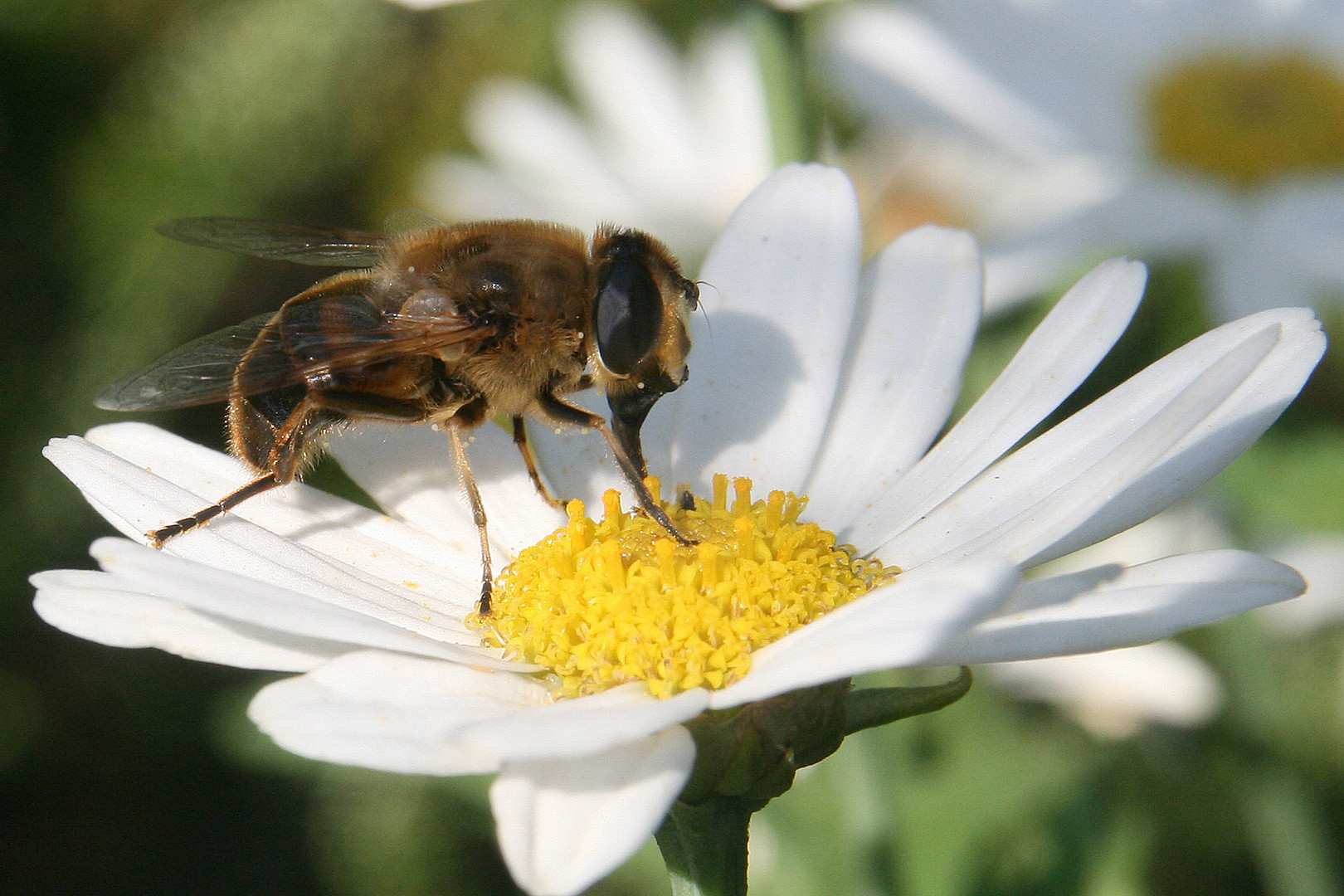 Schwebfliege die "Zweite"