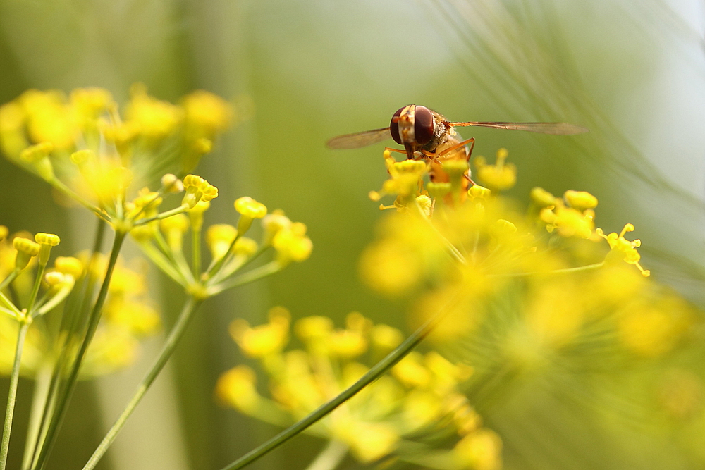 *Schwebfliege / Dill* 10072014