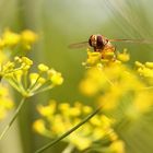 *Schwebfliege / Dill* 10072014