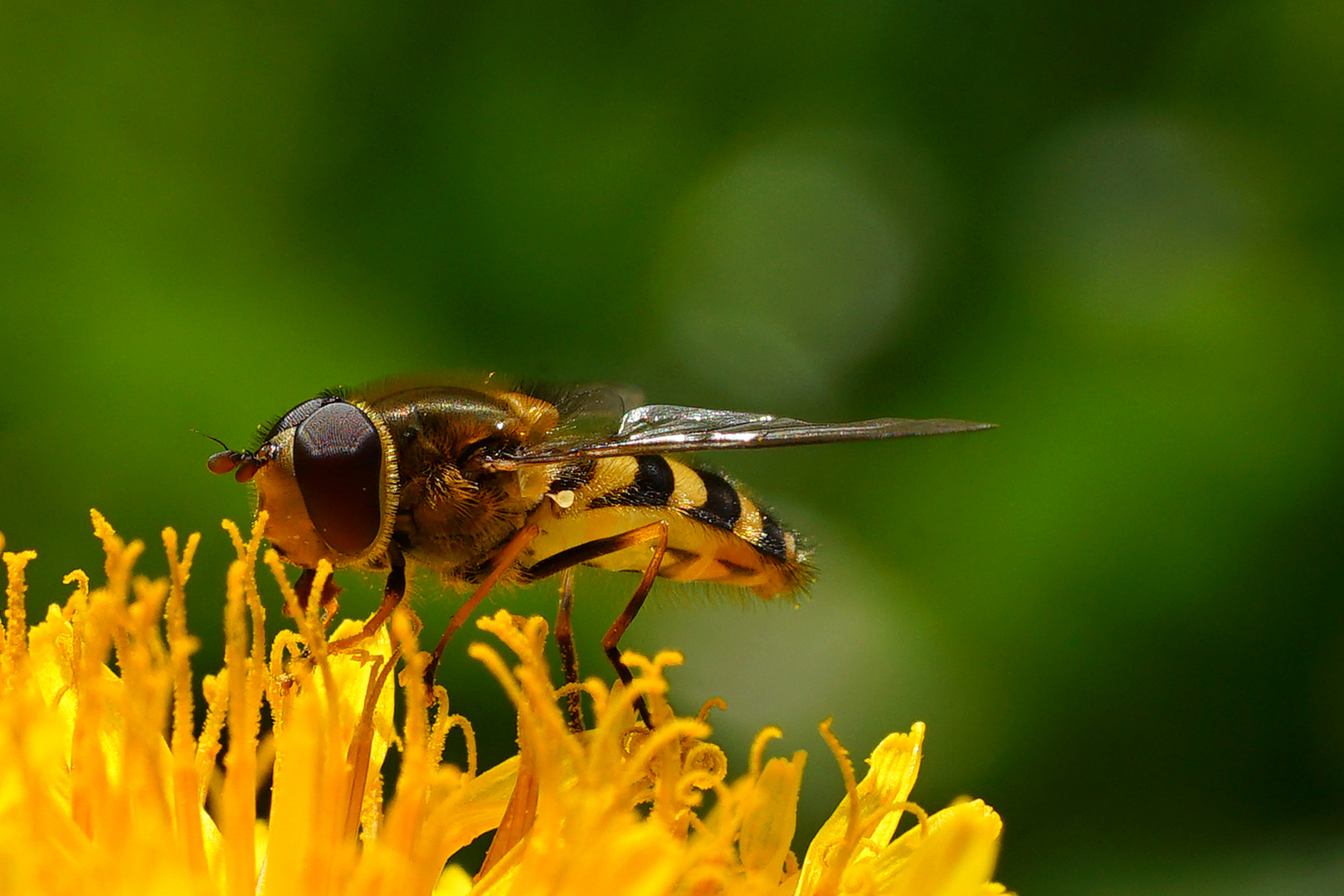 Schwebfliege Foto & Bild tiere, wildlife, insekten