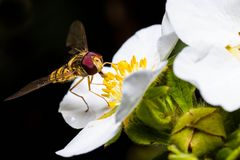 Schwebfliege