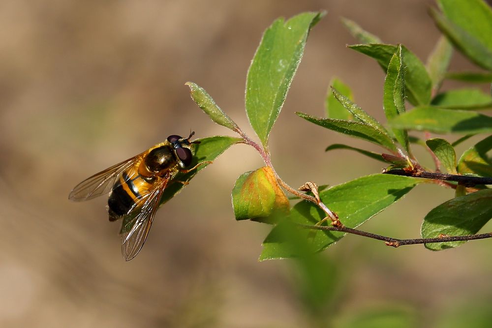 Schwebfliege