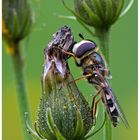 Schwebfliege (Episyrphus balteatus)....