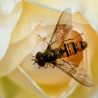 Schwebfliege (Episyrphus balteatus)